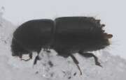Thumbnail 419464 B