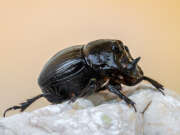 Thumbnail 419470 B