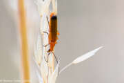 Thumbnail 419502