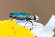 Thumbnail 419509 B
