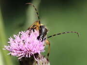 Thumbnail 419523 B