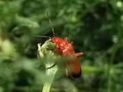 Thumbnail 419542 B