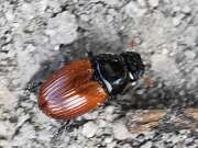 Thumbnail 419545 B