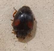 Thumbnail 419618 A