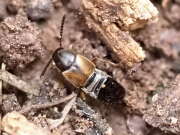 Thumbnail 419635 A