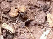 Thumbnail 419635 C