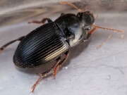 Thumbnail 419655 A