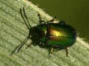 Thumbnail 419702 A