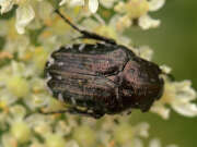 Thumbnail 419705 A
