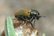 Thumbnail 419746 A