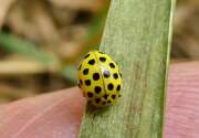 Thumbnail 419764 A
