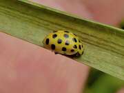 Thumbnail 419764 B