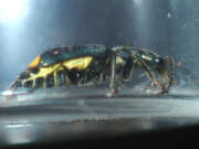 Thumbnail 419799 B