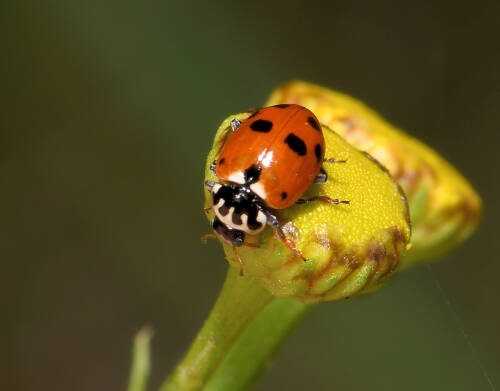 Userfoto