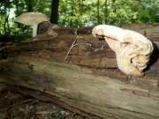 Thumbnail 420026 C