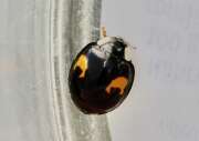 Thumbnail 420060 B