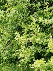 Thumbnail 420072 B