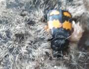 Thumbnail 420329 B
