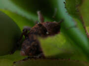 Thumbnail 420336 A