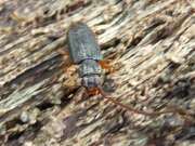 Thumbnail 420727 B