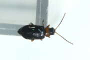 Thumbnail 420880 A