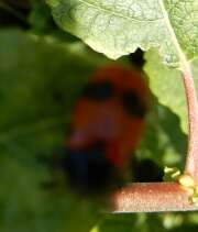 Thumbnail 420908 B