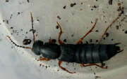 Thumbnail 420942 B