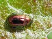 Thumbnail 421038 B