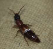 Thumbnail 421040 B