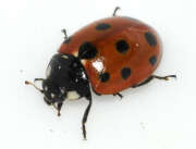 Thumbnail 421126 A