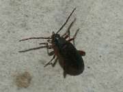 Thumbnail 421130 B