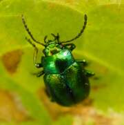 Thumbnail 421178 B
