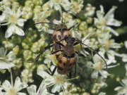 Thumbnail 421209 B