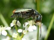 Thumbnail 421273 B