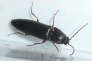 Thumbnail 421309 B