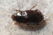 Thumbnail 421310 B