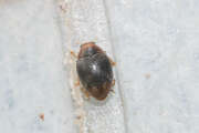 Thumbnail 421349 B
