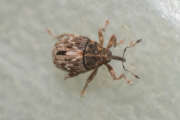 Thumbnail 421350 B