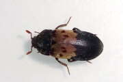 Thumbnail 421389 B