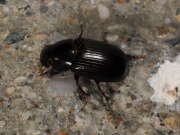 Thumbnail 421414 B