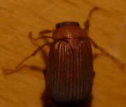 Thumbnail 421503 A