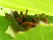 Thumbnail 421507 B