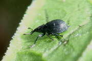 Thumbnail 421681 B