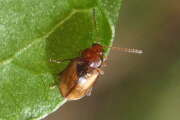 Thumbnail 421683 B