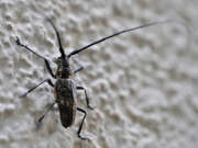 Thumbnail 421711 B
