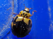 Thumbnail 421755 A