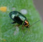 Thumbnail 421796 A