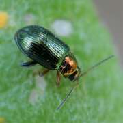 Thumbnail 421796 B