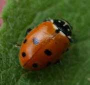 Thumbnail 421802 B