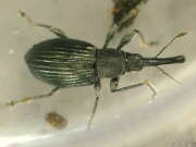 Thumbnail 421820 B